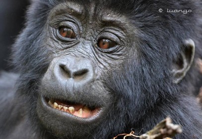Rwanda to Uganda Gorilla Safari