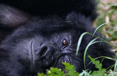3-Day Gorilla Trekking Bwindi Impenetrable Forest