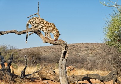 5-Day Tanzania Wildlife Safari