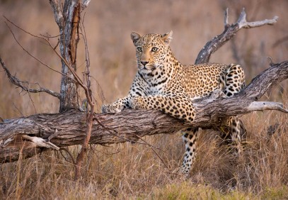 6-Day Tanzania Tented Camp Safari