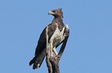8-Day Tanzania Bird Watching Safari