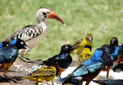 15-Day Kenya Birding Safari