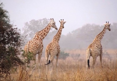 North Cameroon Safari