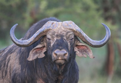 Tanzania Safari 3-Days