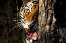 Wildlife with Golden Triangle Tour