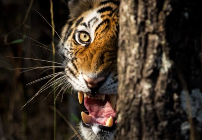 Wildlife with Golden Triangle Tour