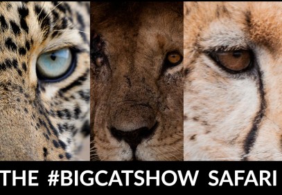 Kenya’s #Bigcatshow Safari