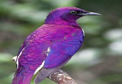 9-Day Kenya Ornithological Safari