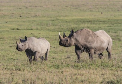 Tanzania Safari 4-Days