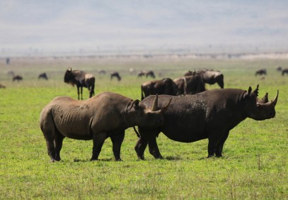 7-Day Tanzania Safari