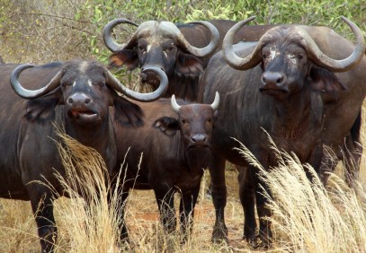 Tanzania Secrets Safari