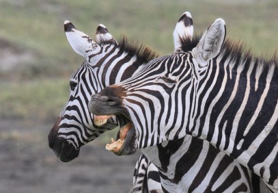 Tanzania Lodge Safari 6-Days