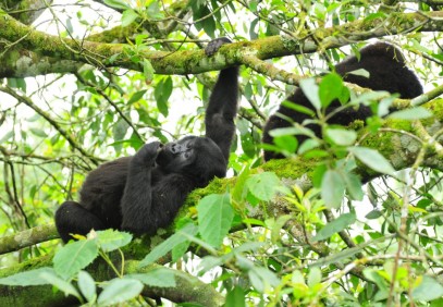 Exclusive Gorillas Tour