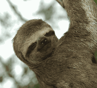 7-Day Zancudo Cocha Ecuadorian Amazon Safari Tour