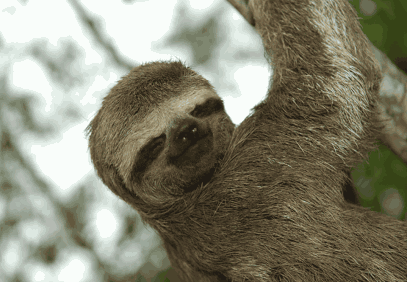 7-Day Zancudo Cocha Ecuadorian Amazon Safari Tour