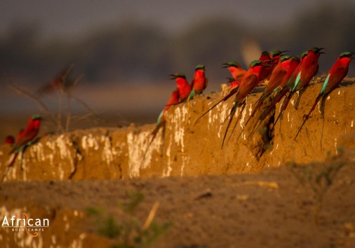 Carmine Bee Eater