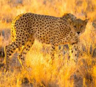 Etosha, Caprivi, Chobe & Victoria Falls Safari