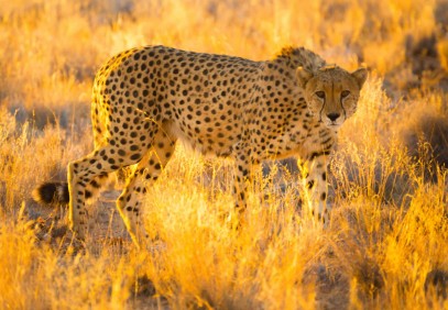 Etosha, Caprivi, Chobe & Victoria Falls Safari