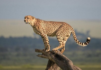 Cultural and Wildlife Combo Safari