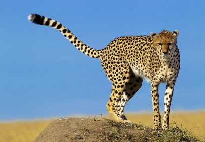 Magical Kenya Air Safari