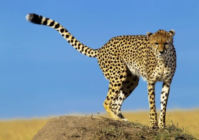 Magical Kenya Air Safari