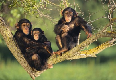 Uganda Primate Tour