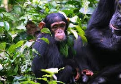 Chimpanzee, Wildlife and Gorillas Safari
