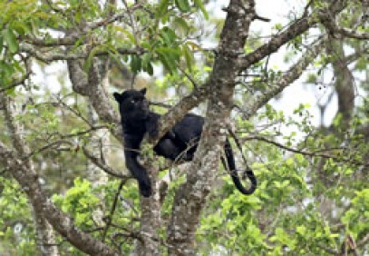 Black Panther Expedition