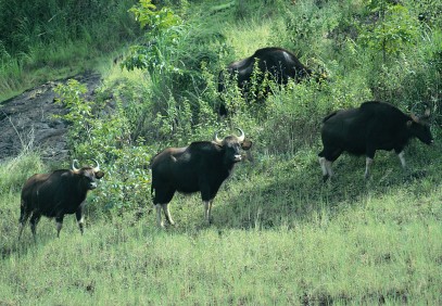 Wilderness in South India
