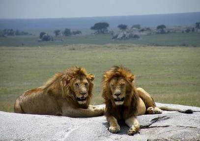 7-Day Migration Camping Safari