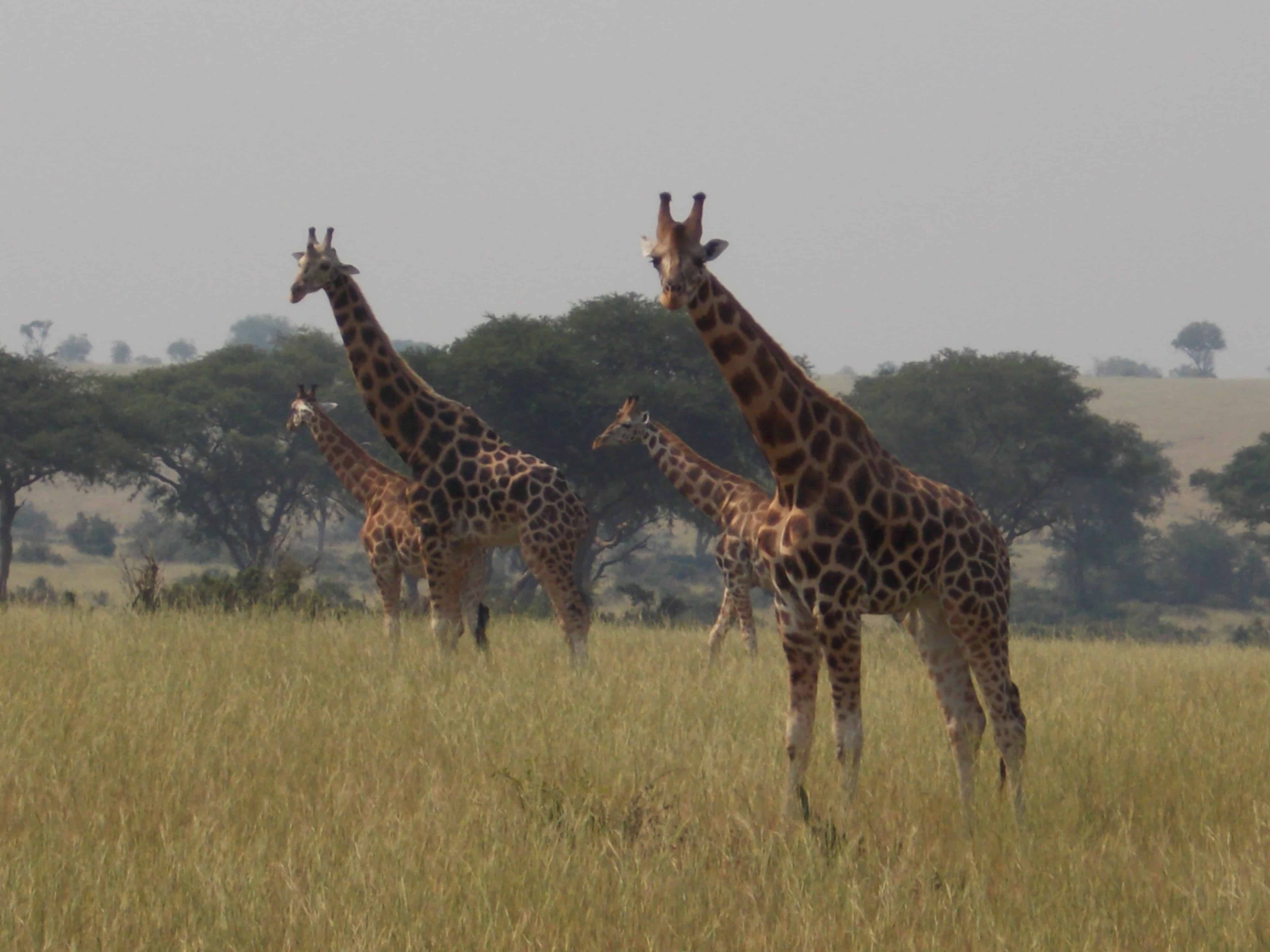 Lake Mburo Day Trip