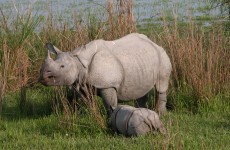 Tea and Wildlife Safari