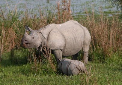 Tea and Wildlife Safari