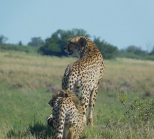 5-Day Exceptional Okavango Delta Camping Safari