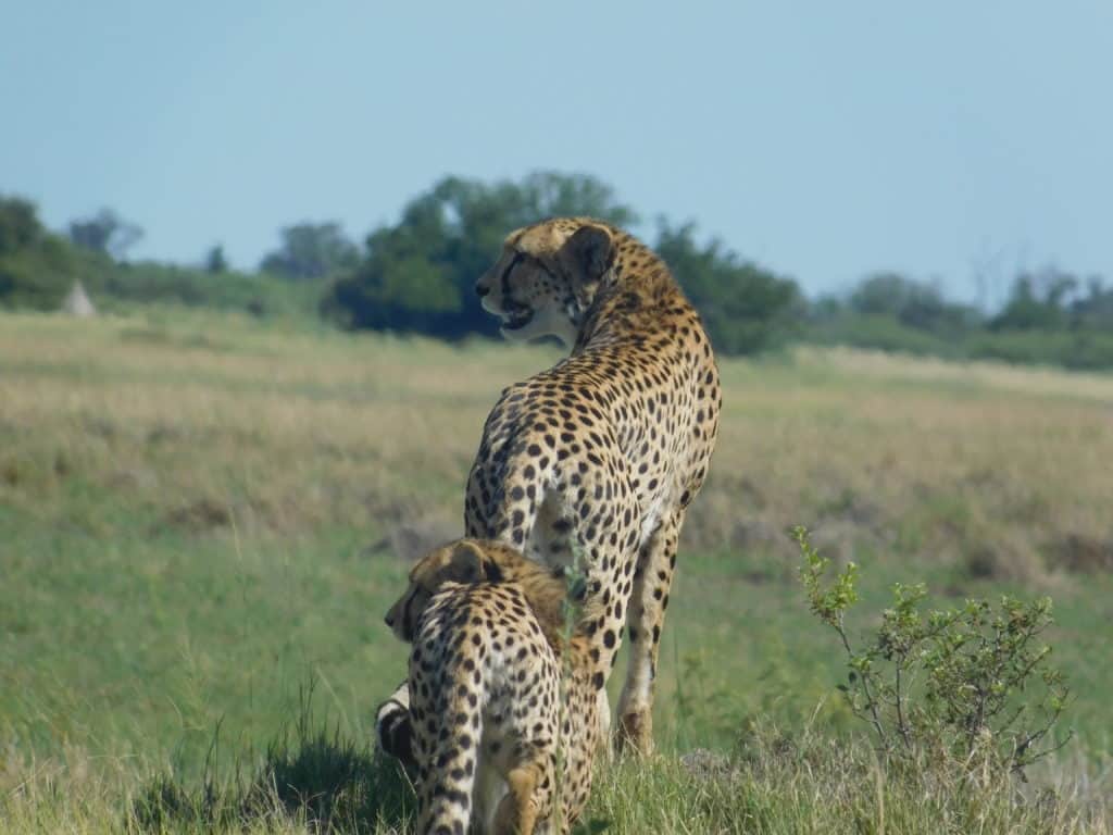 5-Day Exceptional Okavango Delta Camping Safari