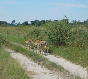 3-Day Camping Safari in Khwai Concession