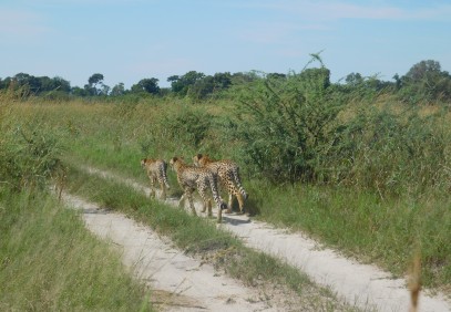 3-Day Camping Safari in Khwai Concession
