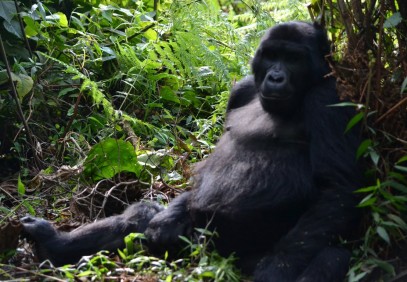5-Day Uganda Gorillas and Chimps Habituation Experience