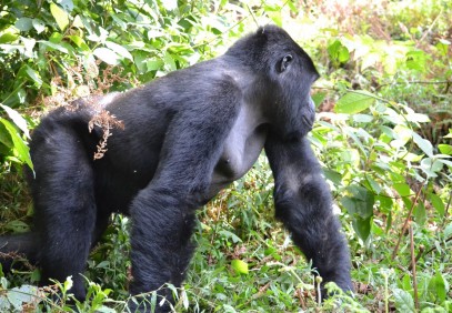 4-Day Uganda Gorillas and Chimps Trekking Safari