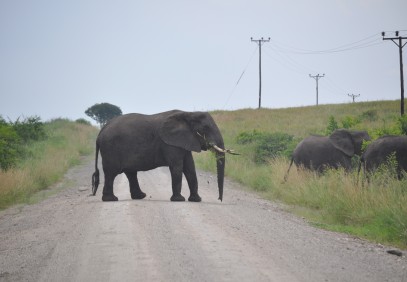 4-Day Gorilla and Wildlife Safari