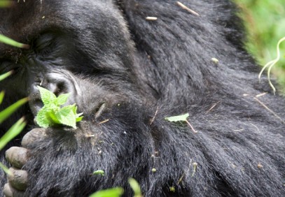 3-Day Gorillas in the Mist Safari