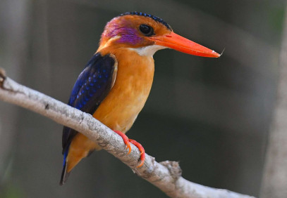 10-Day Guided Southern Ghana Birding Tour