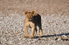 Extended Classic Namibia Safari