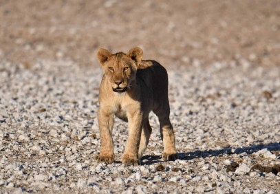 Extended Classic Namibia Safari