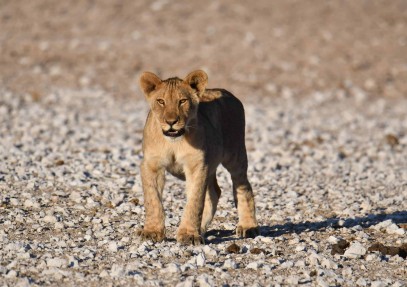 Extended Classic Namibia Safari