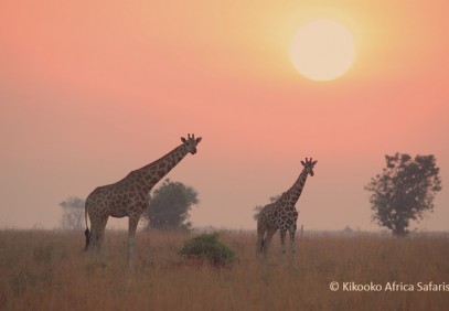 Irresistable Uganda Safari