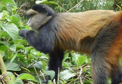 4-Day Mountain Gorillas & Golden Monkey Experience