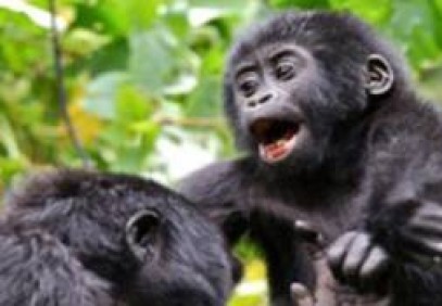 10-Day Rwanda-Uganda Wildlife Safari & Gorilla Trekking