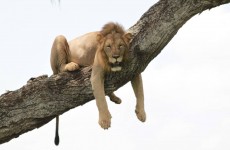 3 Days Tanzania Safari Luxury Tented Camp