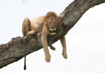 3 Days Tanzania Safari Luxury Tented Camp